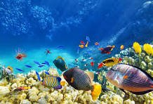 Marine and Fisheries image